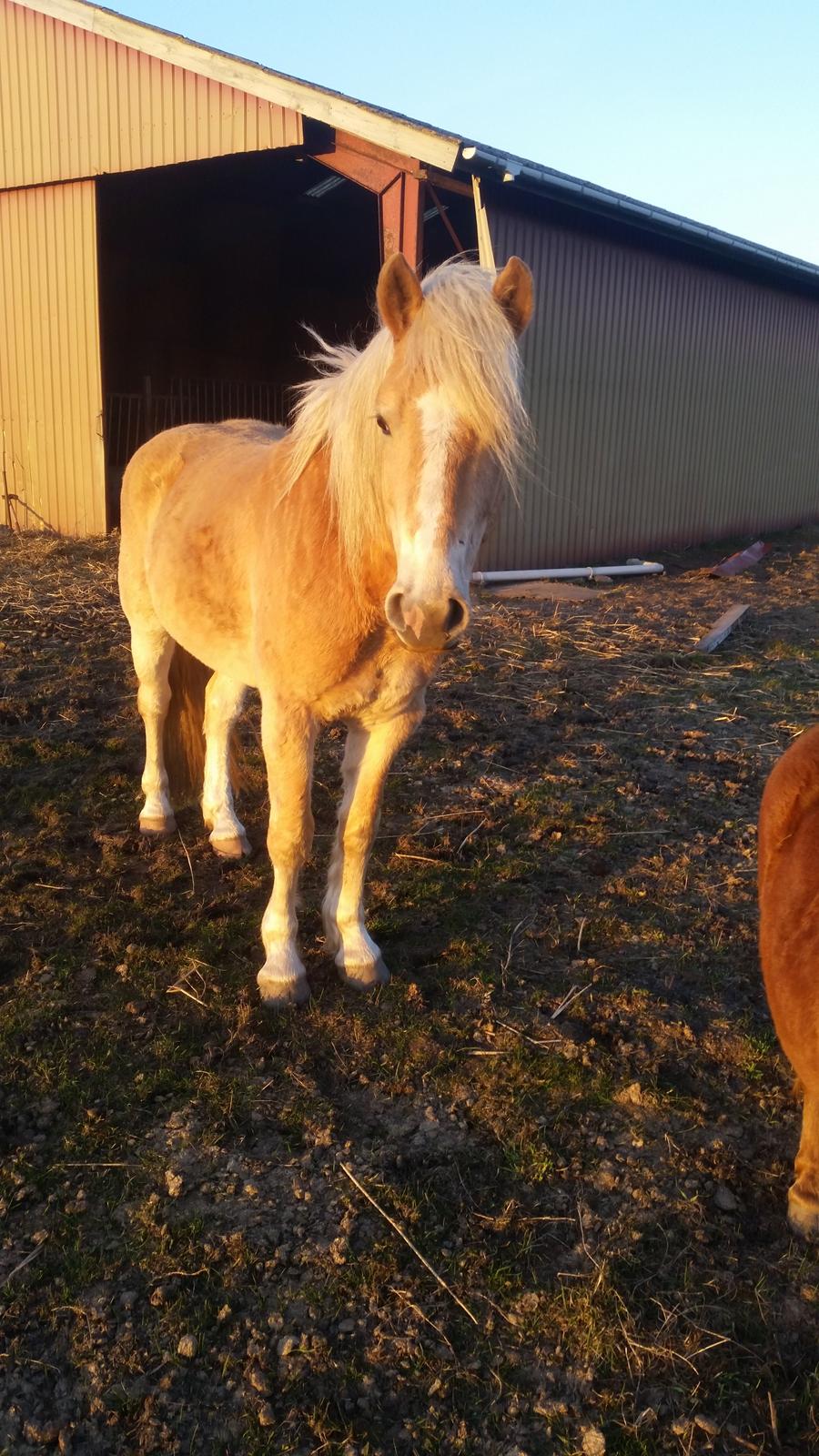 Haflinger stumtänser billede 11