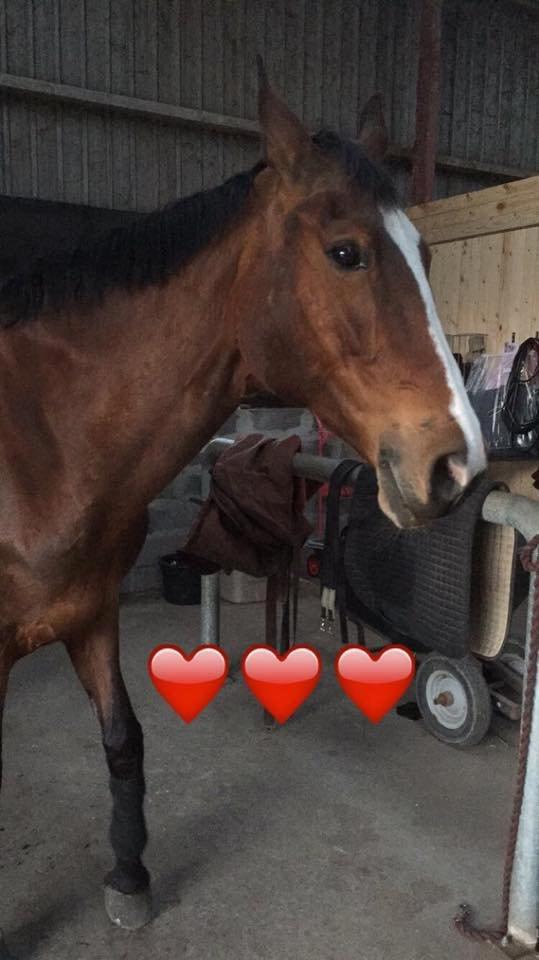 Dansk Varmblod Candi-Ligth Elmbo billede 2