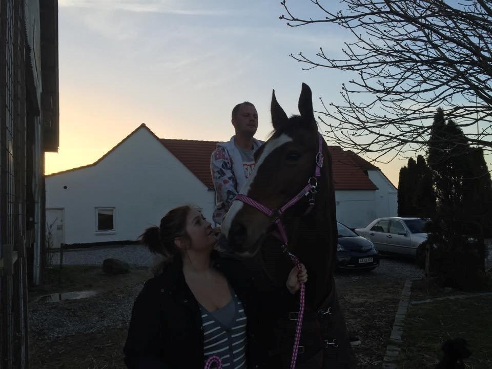 Dansk Varmblod Candi-Ligth Elmbo billede 1