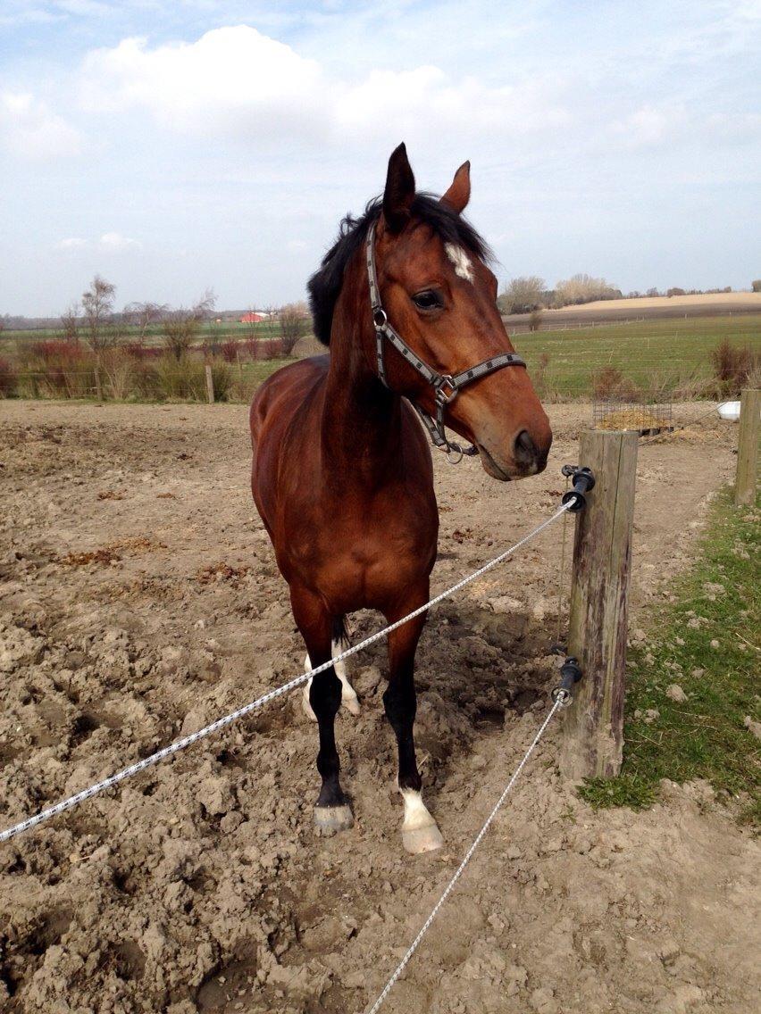 Anden særlig race Stald sofiedahl s ariel z billede 1