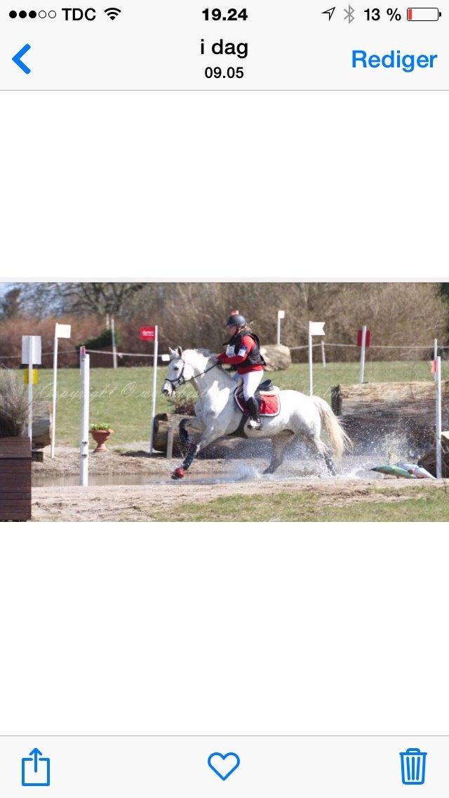 Anden særlig race Cassie fleur (RIP) billede 12