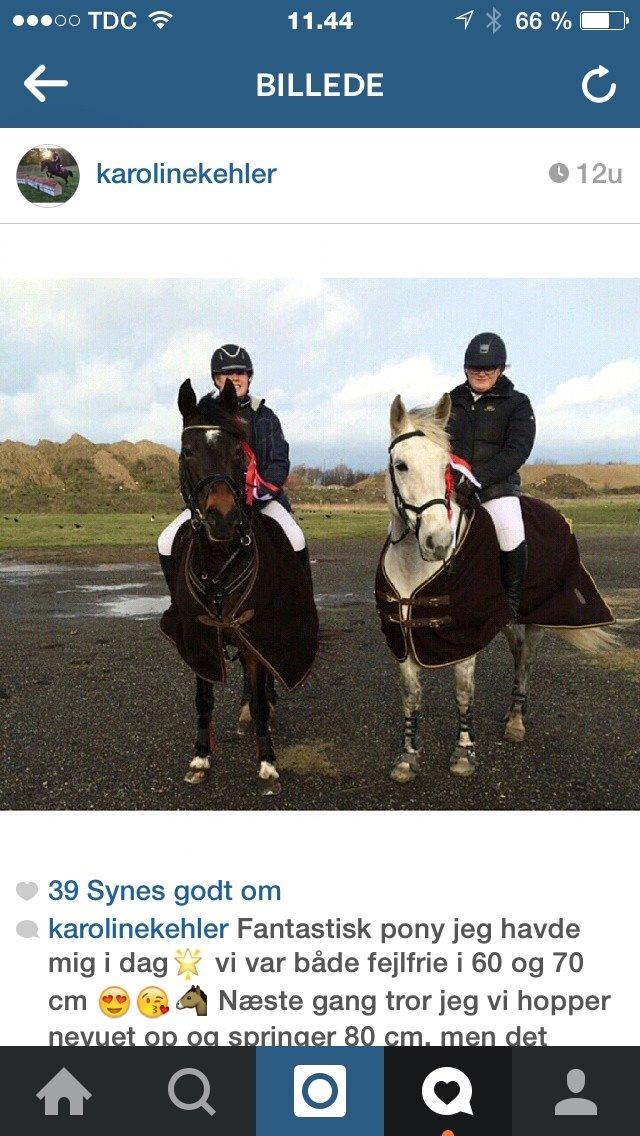 Anden særlig race Cassie fleur (RIP) billede 13