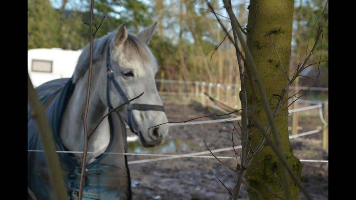 Anden særlig race Cassie fleur (RIP) billede 17