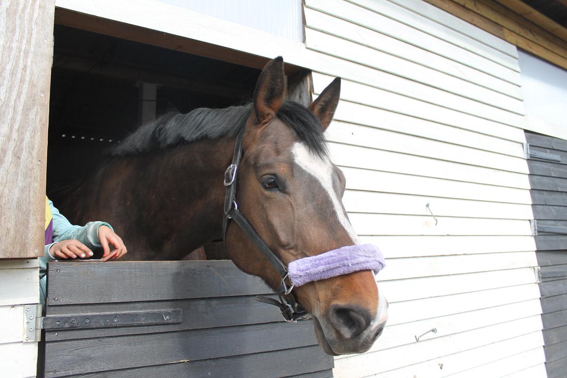 Dansk Varmblod Kiara ''Soulmate'' - Kiara er ved at få ordnet sin man <3 billede 3