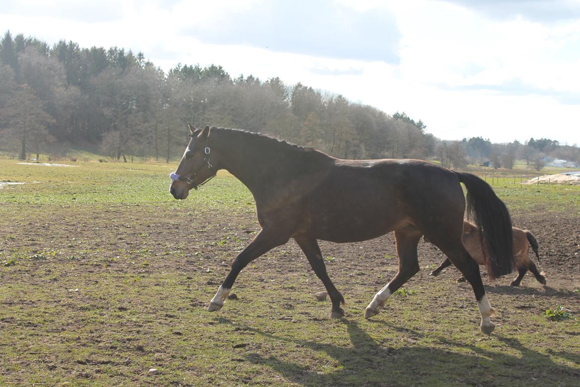 Dansk Varmblod Kiara ''Soulmate'' - Stor trav <3 billede 4