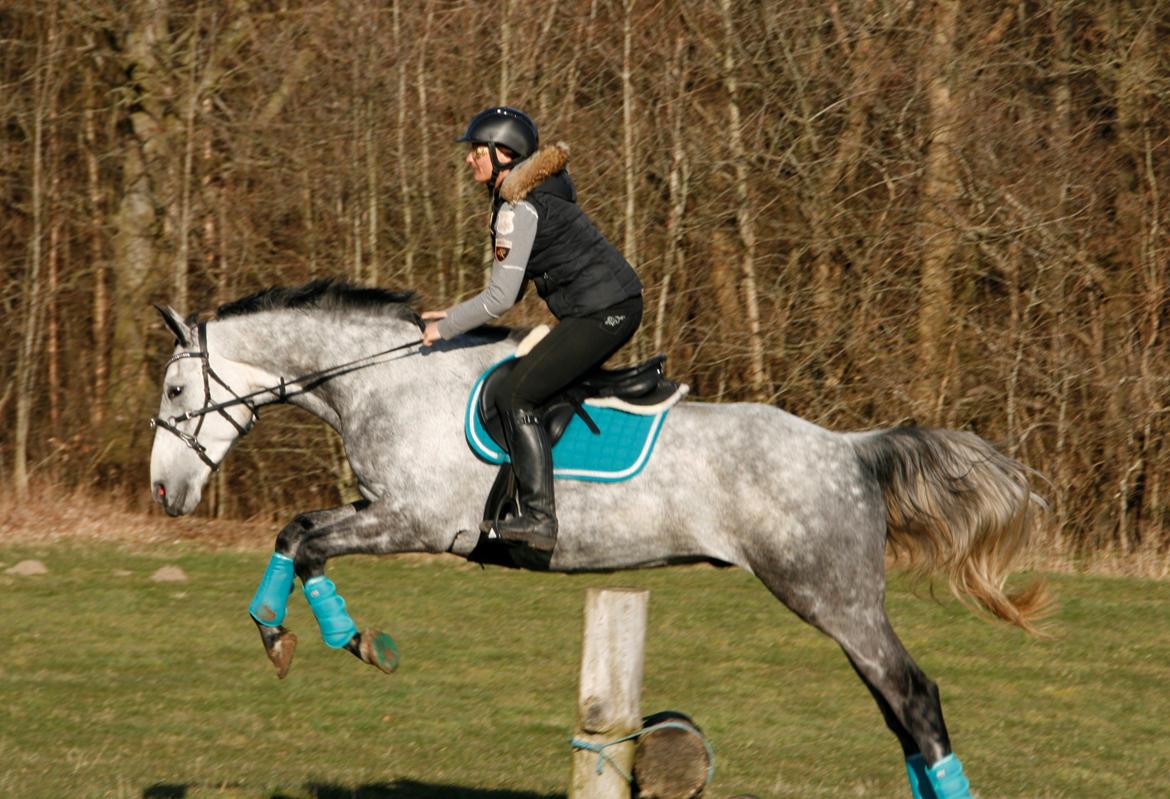 Dansk Varmblod Lotus Esprit W *SOLGT* billede 17