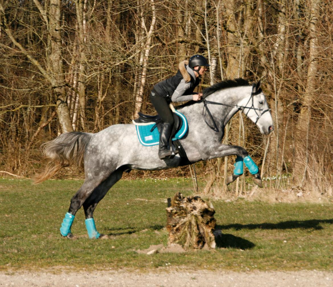 Dansk Varmblod Lotus Esprit W *SOLGT* - 3 gang vi springer på terrænbanen 8/4 2015 billede 16