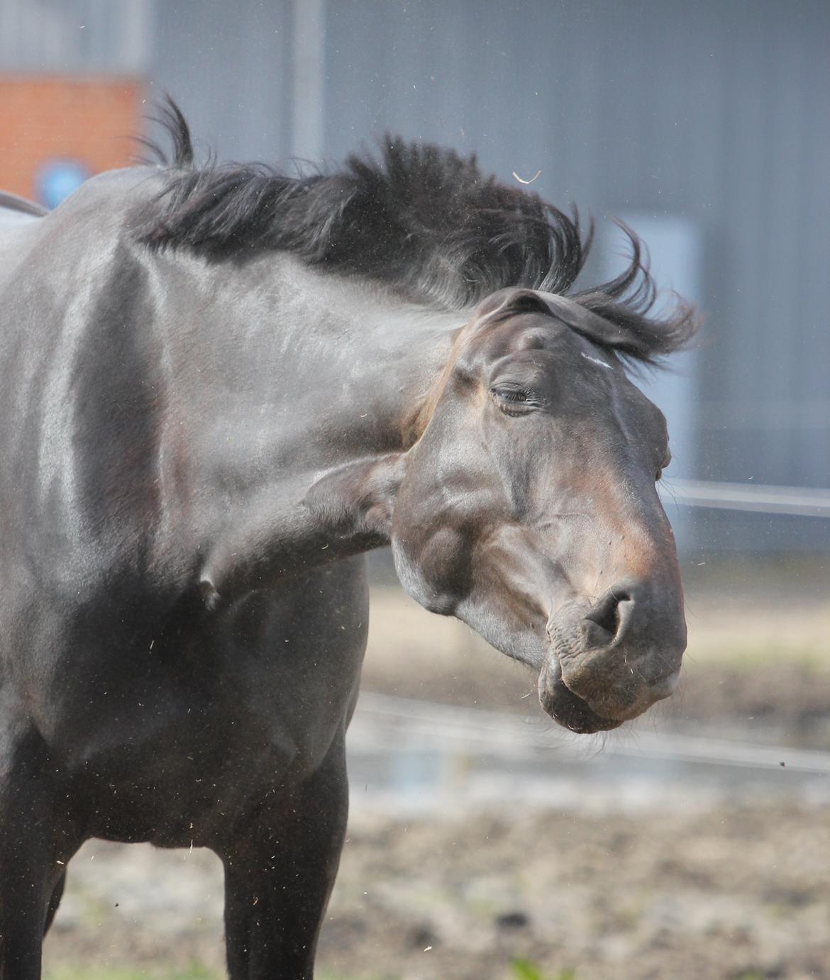 Oldenborg Marina billede 8