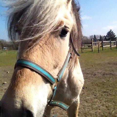 Anden særlig race Thor - Thor med ny grime. Efter ca 3 uger. billede 11