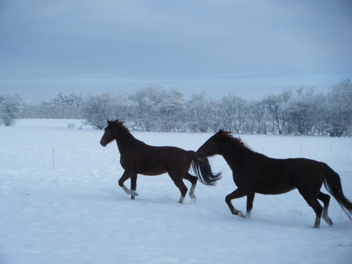 Fuldblod (XX) Rapito  SOLGT  billede 2