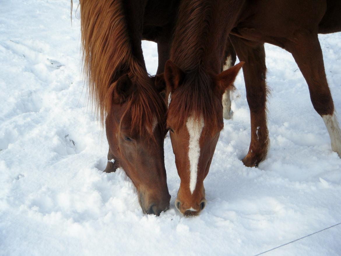 Fuldblod (XX) Rapito  SOLGT  billede 5