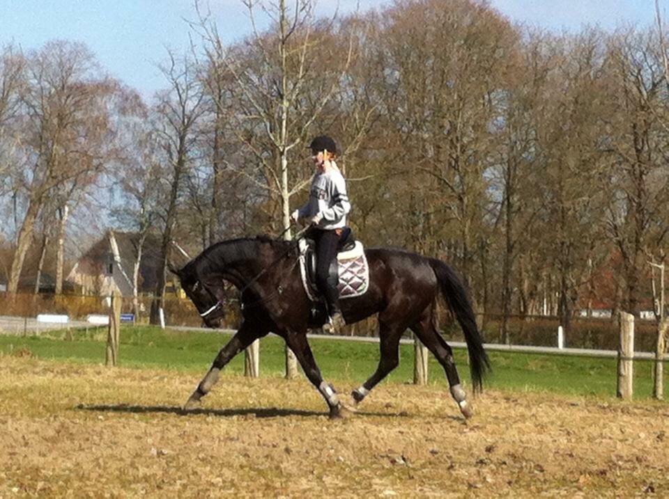 Dansk Varmblod Grandalsgårds Dakota -tidligere hest billede 26