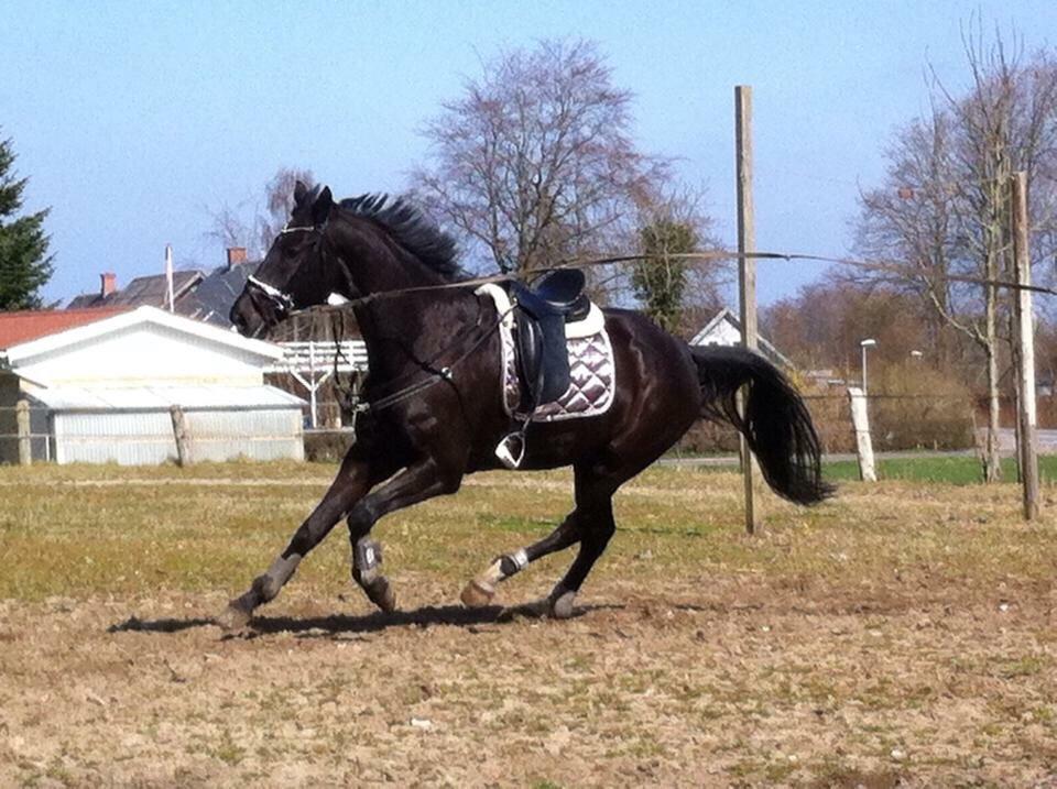 Dansk Varmblod Grandalsgårds Dakota -tidligere hest billede 33