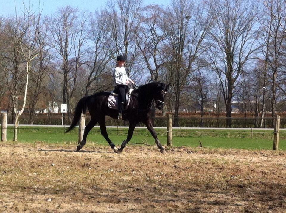 Dansk Varmblod Grandalsgårds Dakota -tidligere hest billede 32