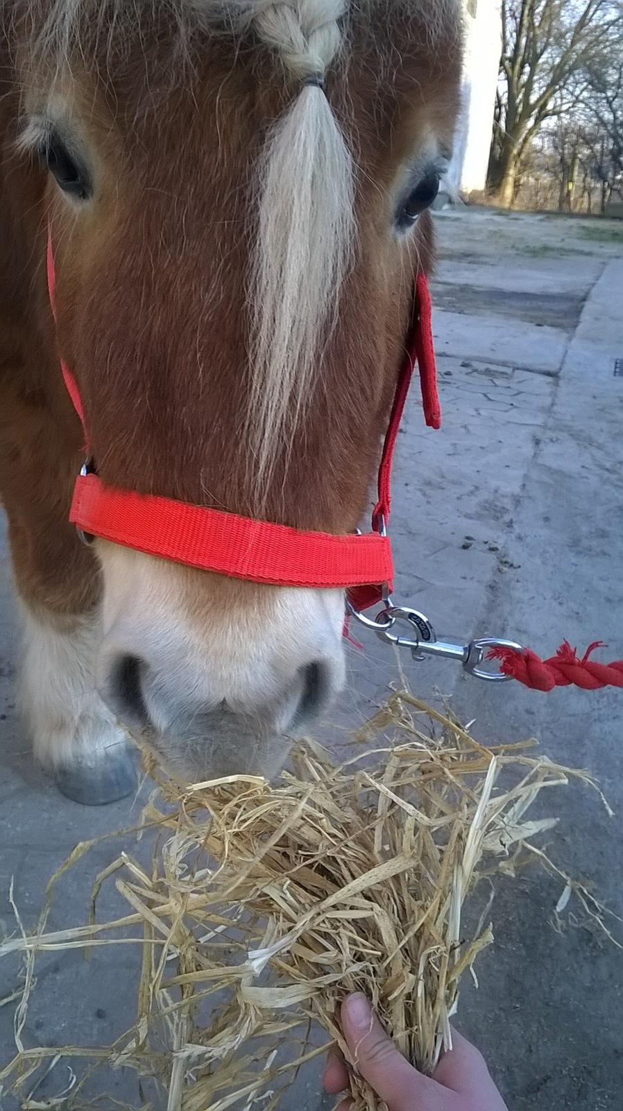 Shetlænder Walentin - Velkommen til Walentin's profil <3 billede 1