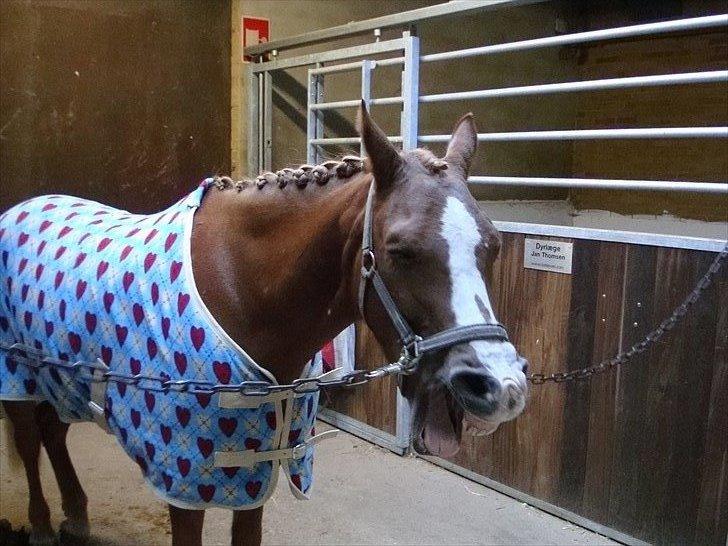 Anden særlig race Rocky - En træt lille Rocky. billede 4