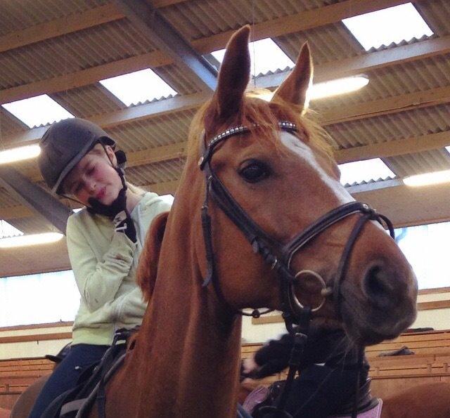 Dansk Varmblod Merry Dance  - Første gang jeg red hende billede 1