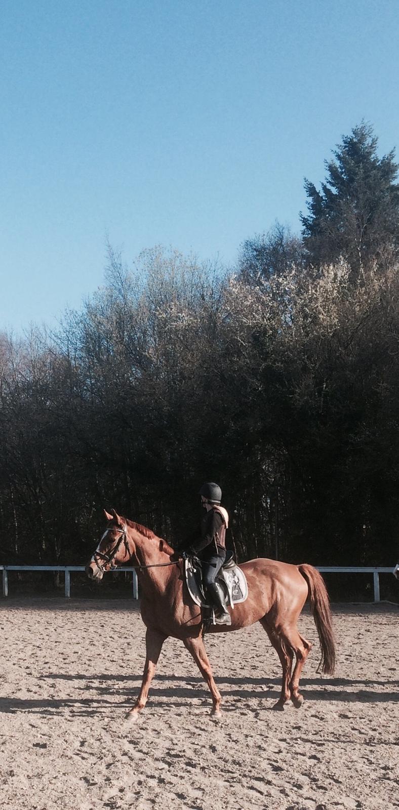 Dansk Varmblod Merry Dance  - Vi skal lige se os rundt om kring billede 3