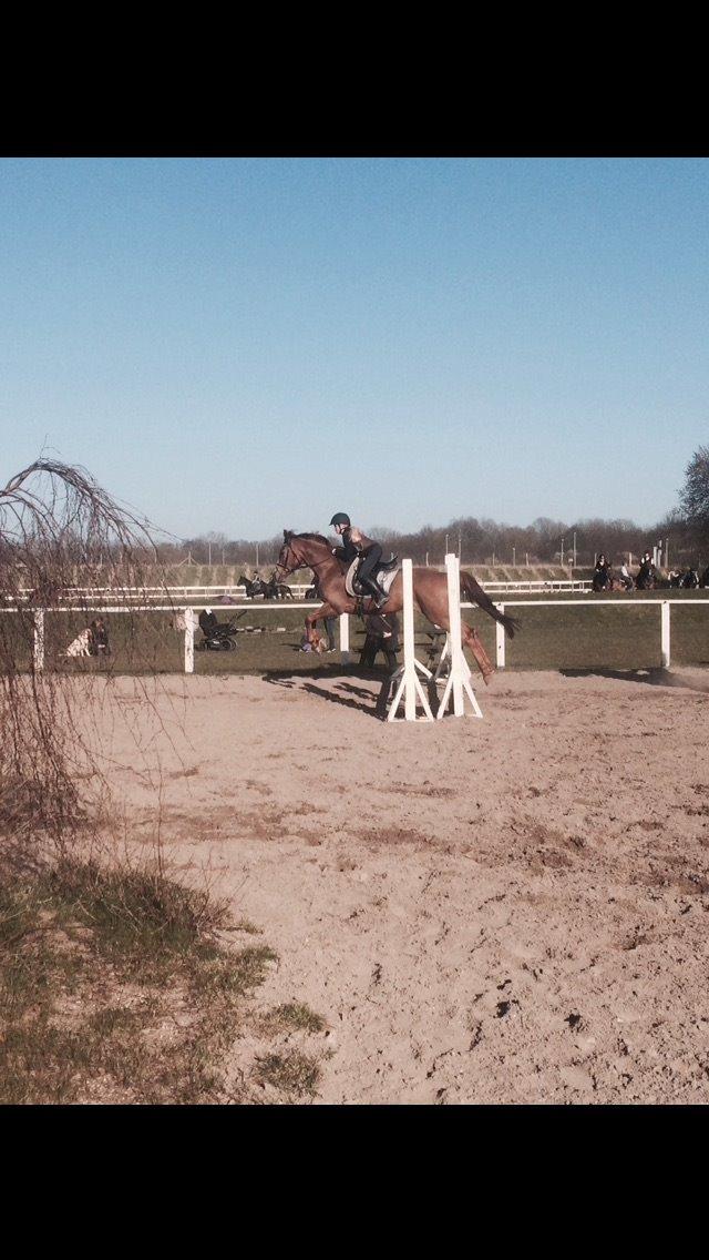 Dansk Varmblod Merry Dance  - Hop hop hop min hyp!-:) billede 2