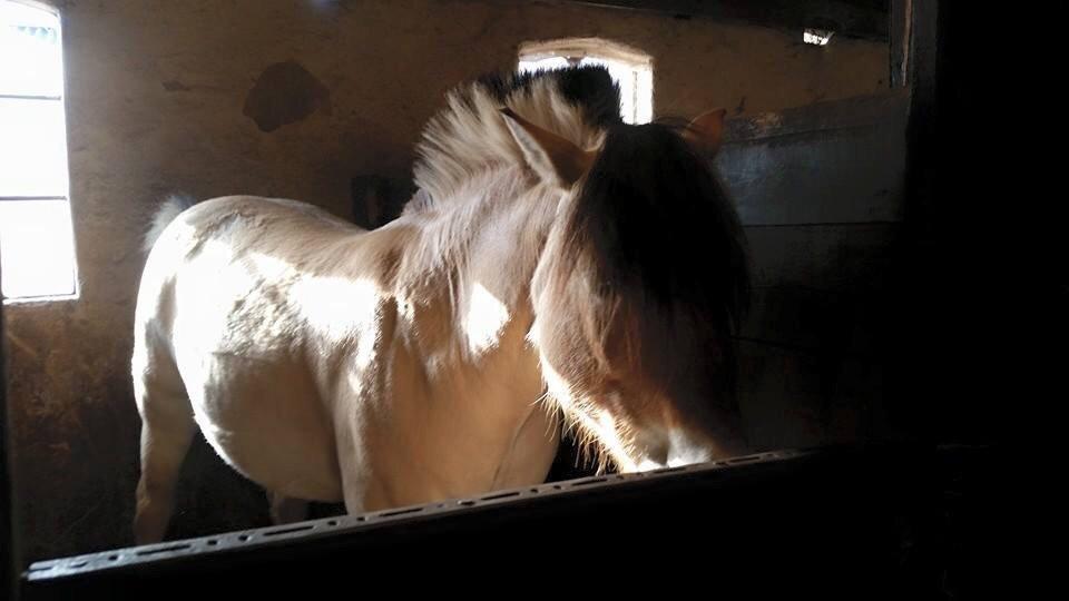 Fjordhest Freja billede 1