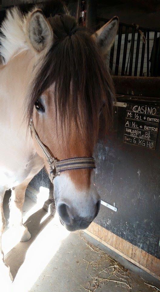 Fjordhest Freja billede 2