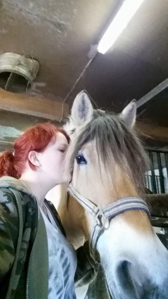 Fjordhest Freja billede 3