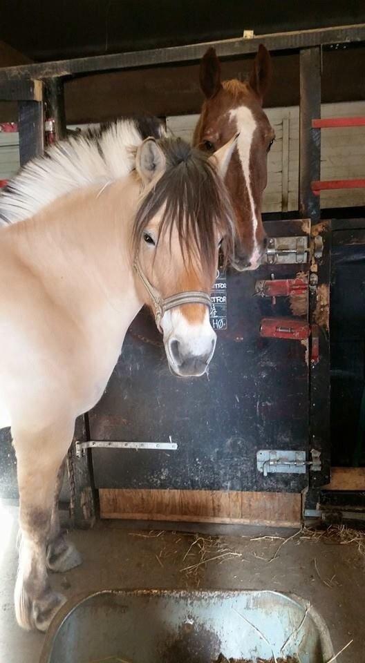 Fjordhest Freja billede 7