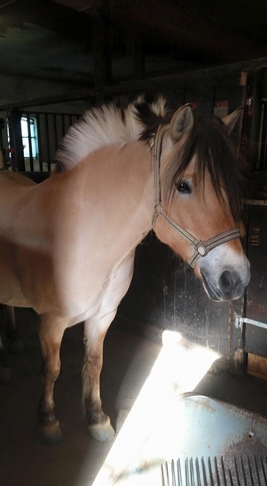 Fjordhest Freja billede 8