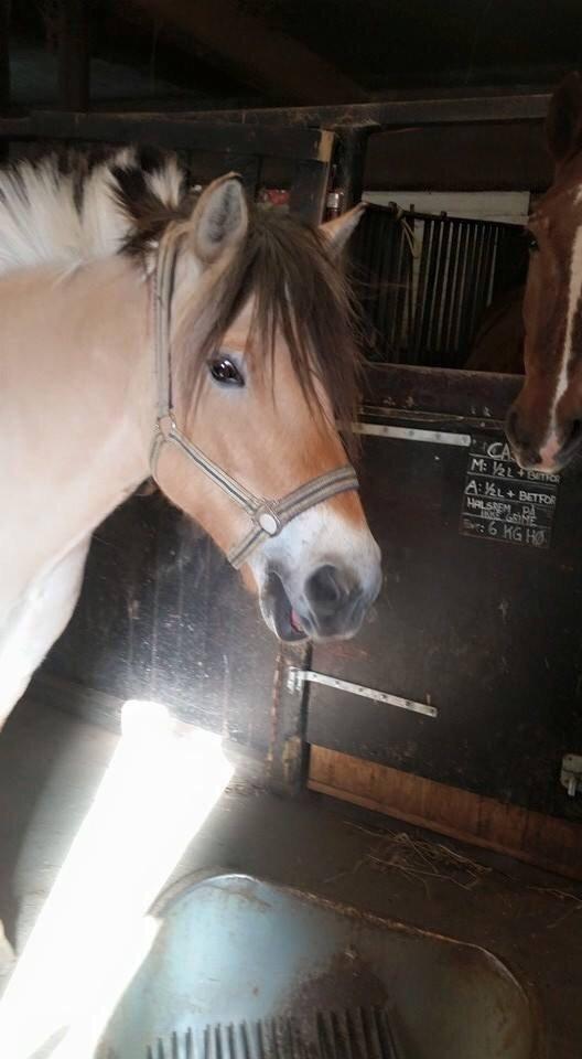 Fjordhest Freja billede 9