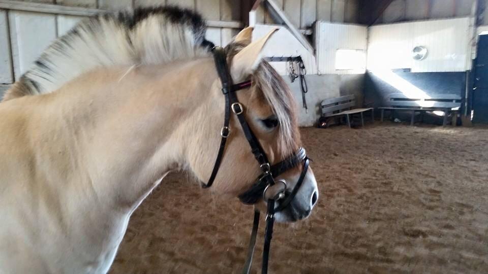 Fjordhest Freja billede 10
