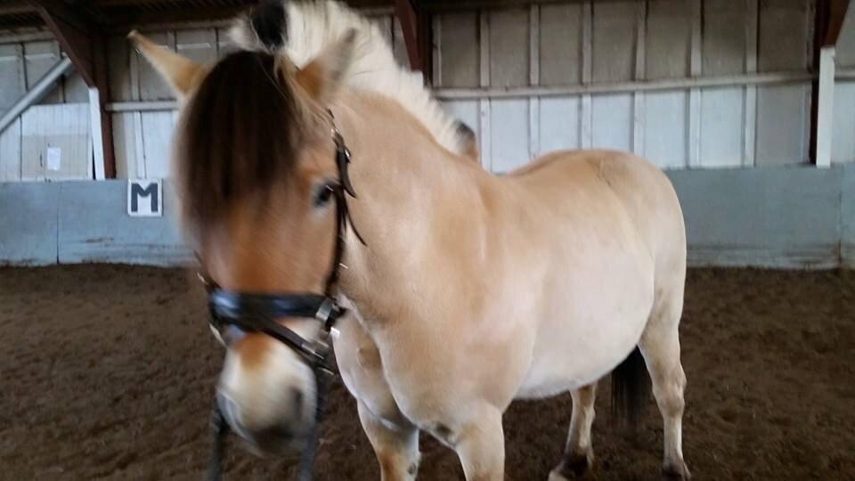 Fjordhest Freja billede 11