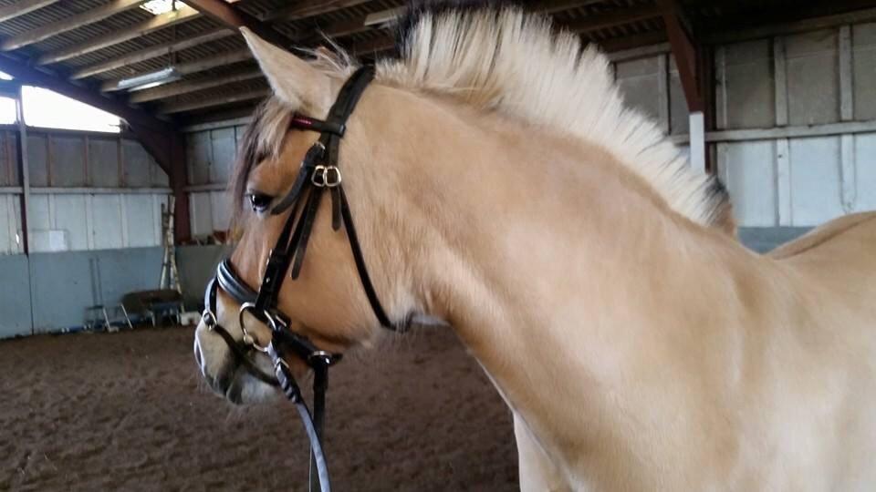 Fjordhest Freja billede 12