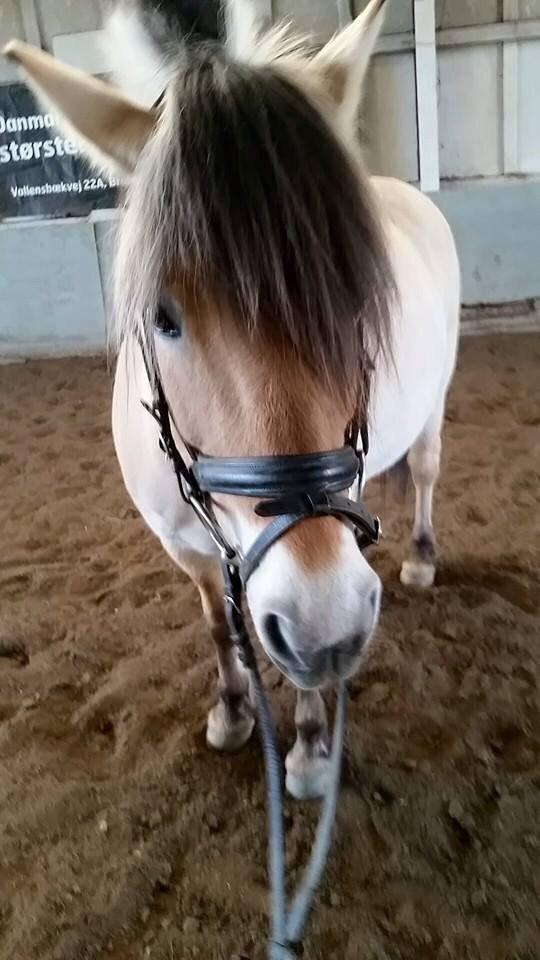 Fjordhest Freja billede 13