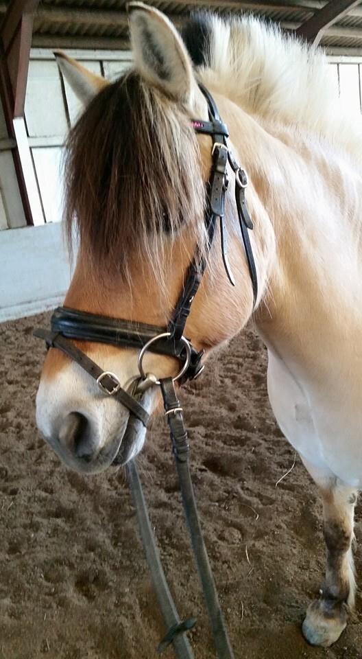 Fjordhest Freja billede 14