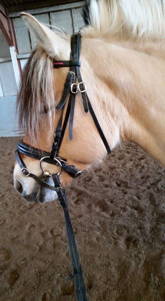 Fjordhest Freja billede 15