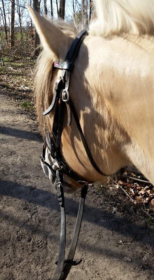 Fjordhest Freja billede 16