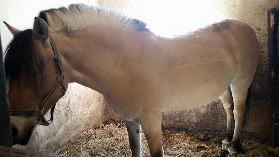 Fjordhest Freja billede 17