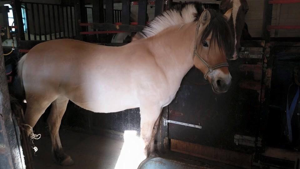 Fjordhest Freja billede 6