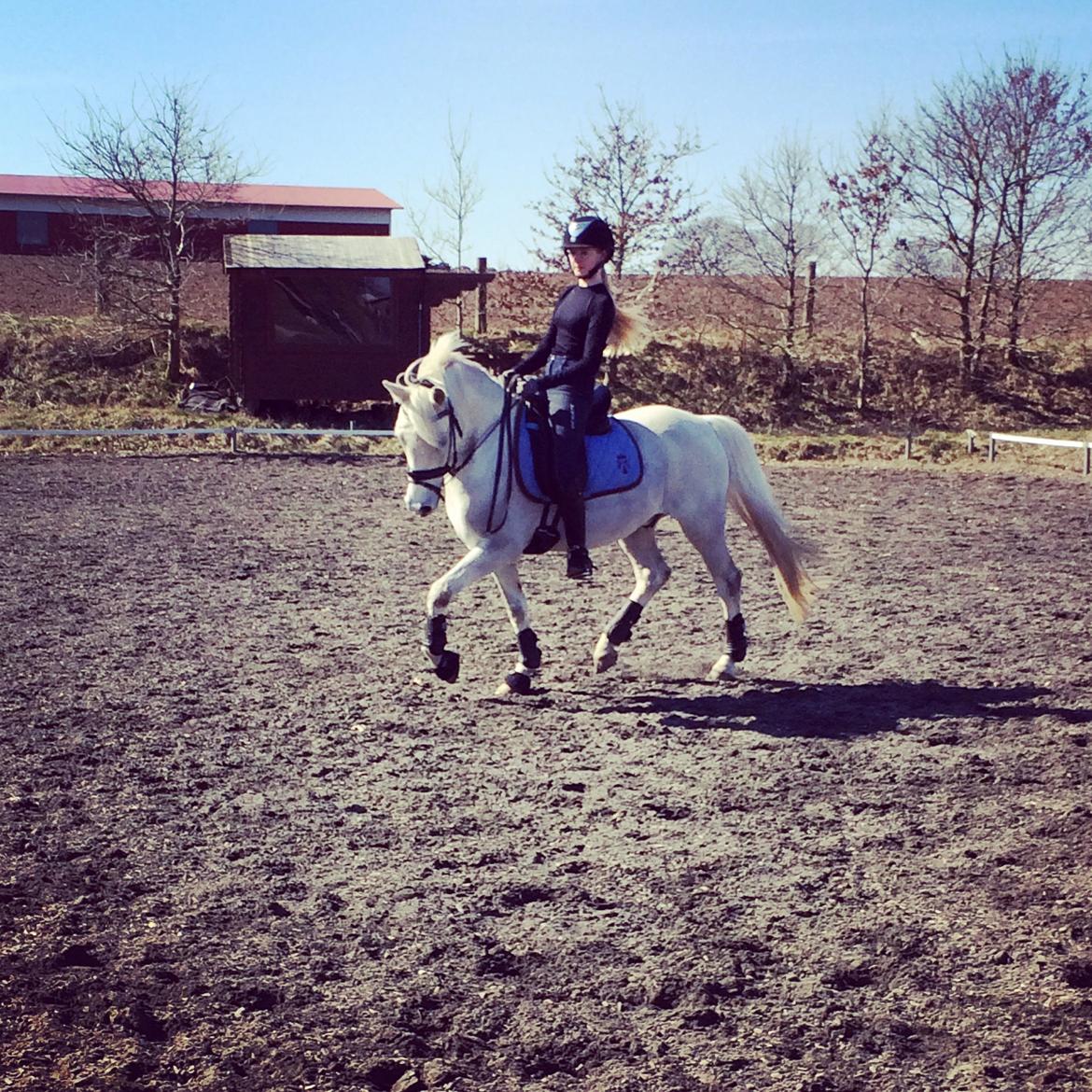 Welsh Pony (sec B) Diablo billede 2