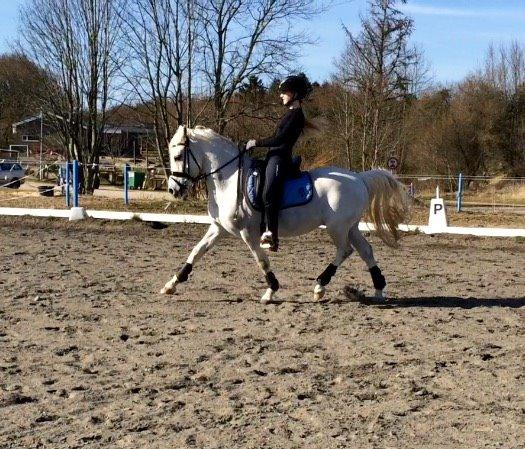 Welsh Pony (sec B) Diablo billede 6