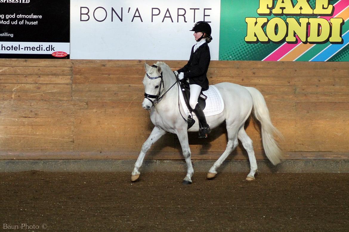 Welsh Pony (sec B) Diablo billede 7