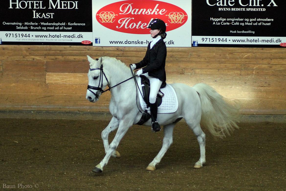 Welsh Pony (sec B) Diablo billede 8