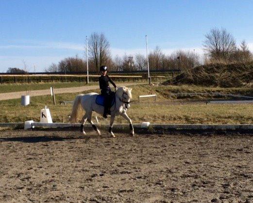 Welsh Pony (sec B) Diablo billede 5