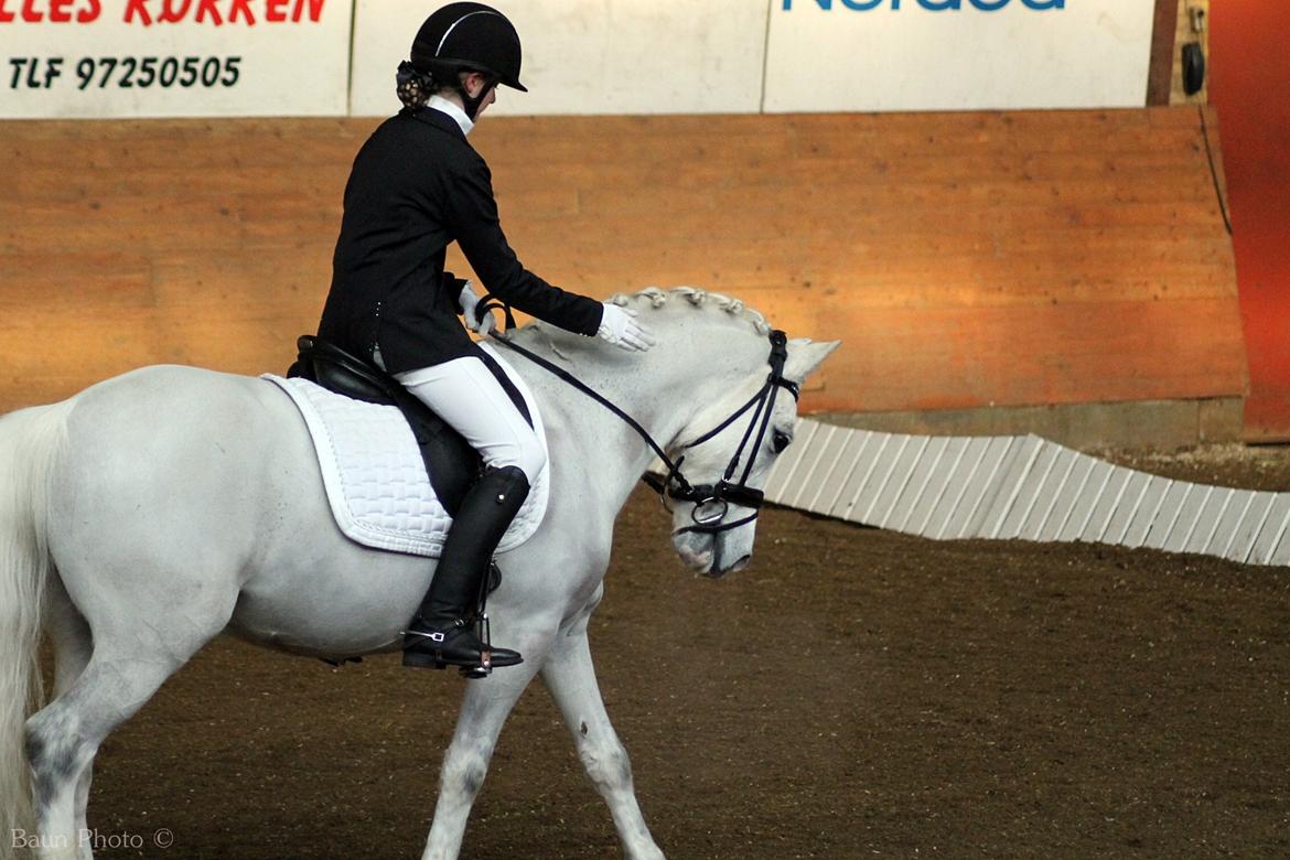 Welsh Pony (sec B) Diablo billede 9