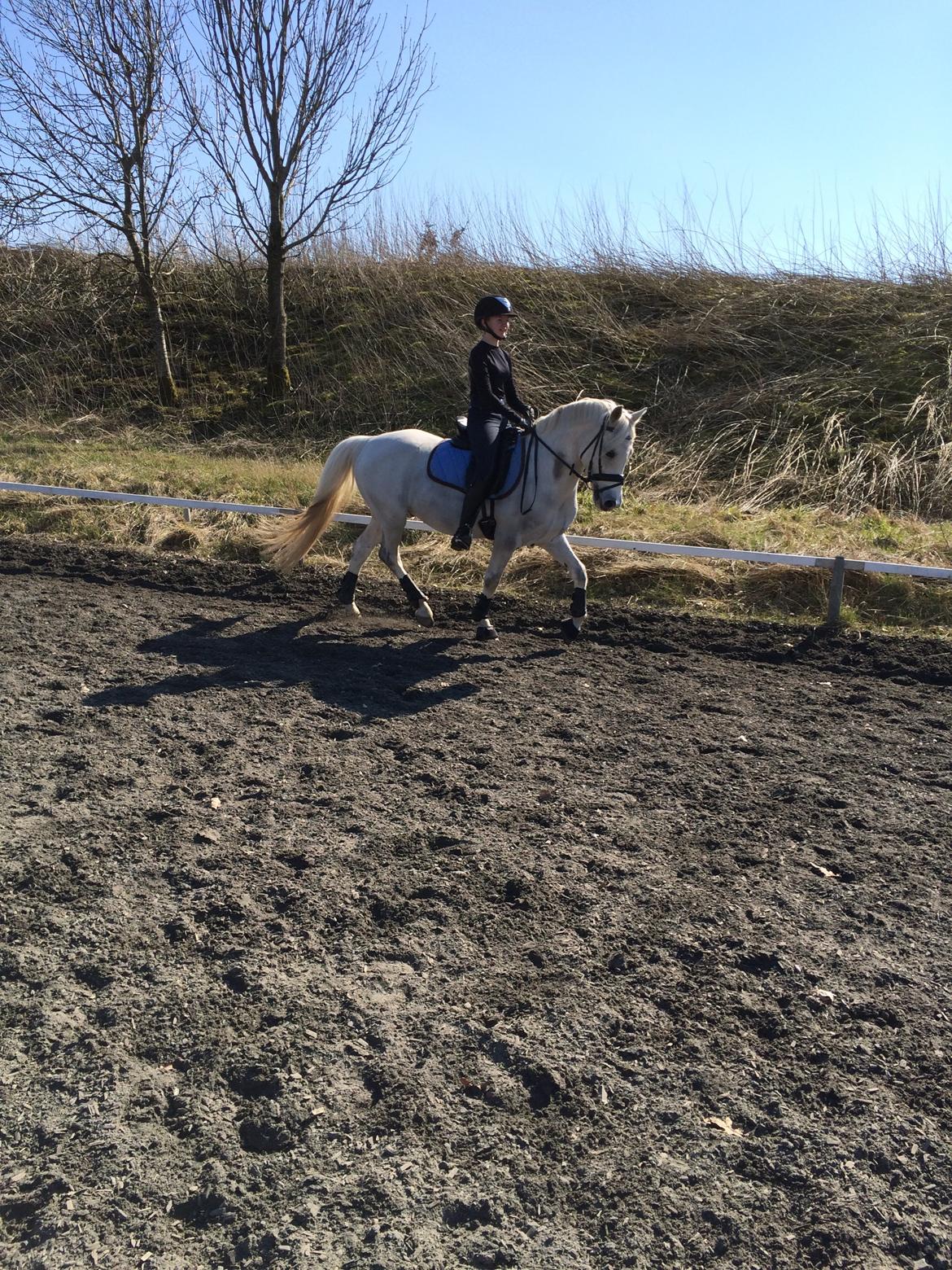 Welsh Pony (sec B) Diablo billede 11