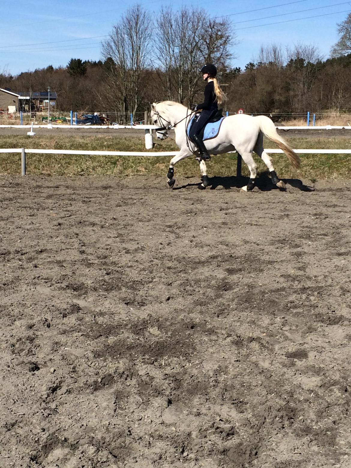 Welsh Pony (sec B) Diablo billede 13