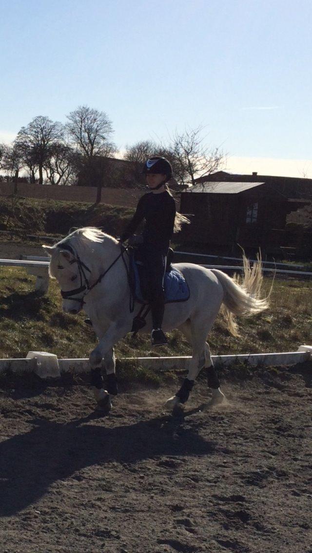 Welsh Pony (sec B) Diablo billede 14