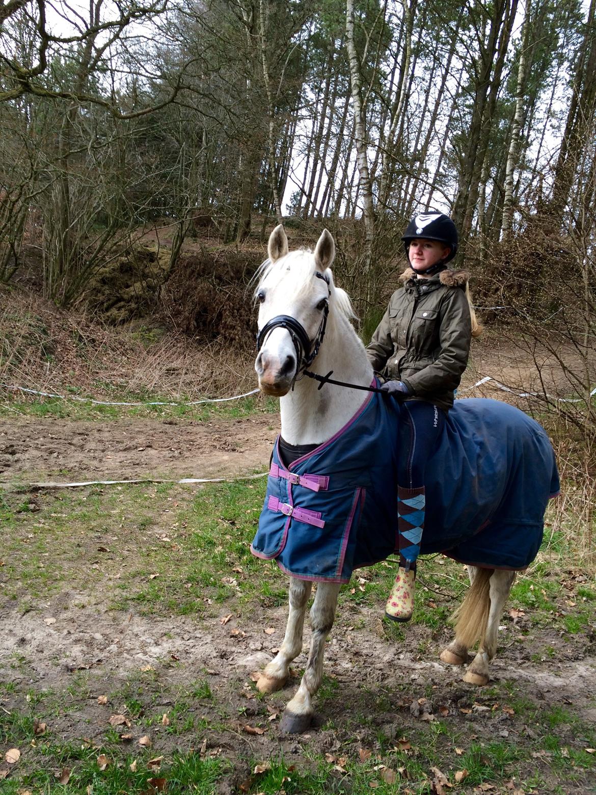 Welsh Pony (sec B) Diablo billede 12