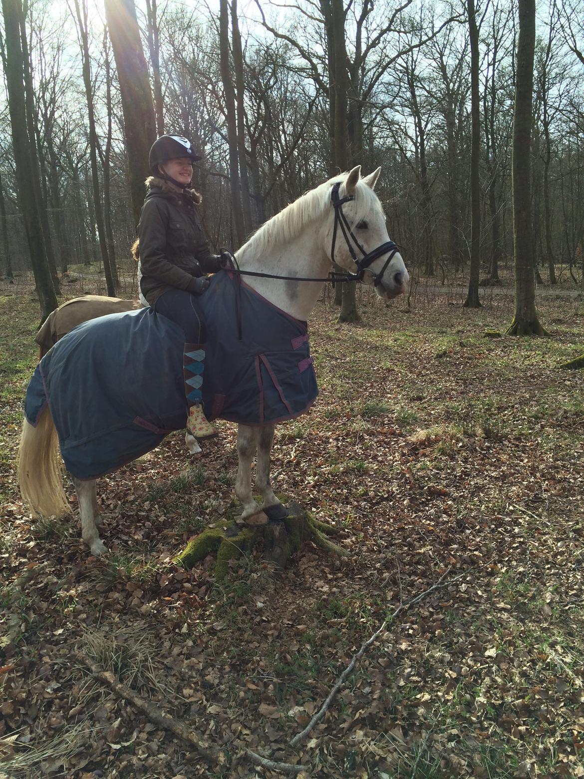 Welsh Pony (sec B) Diablo billede 10