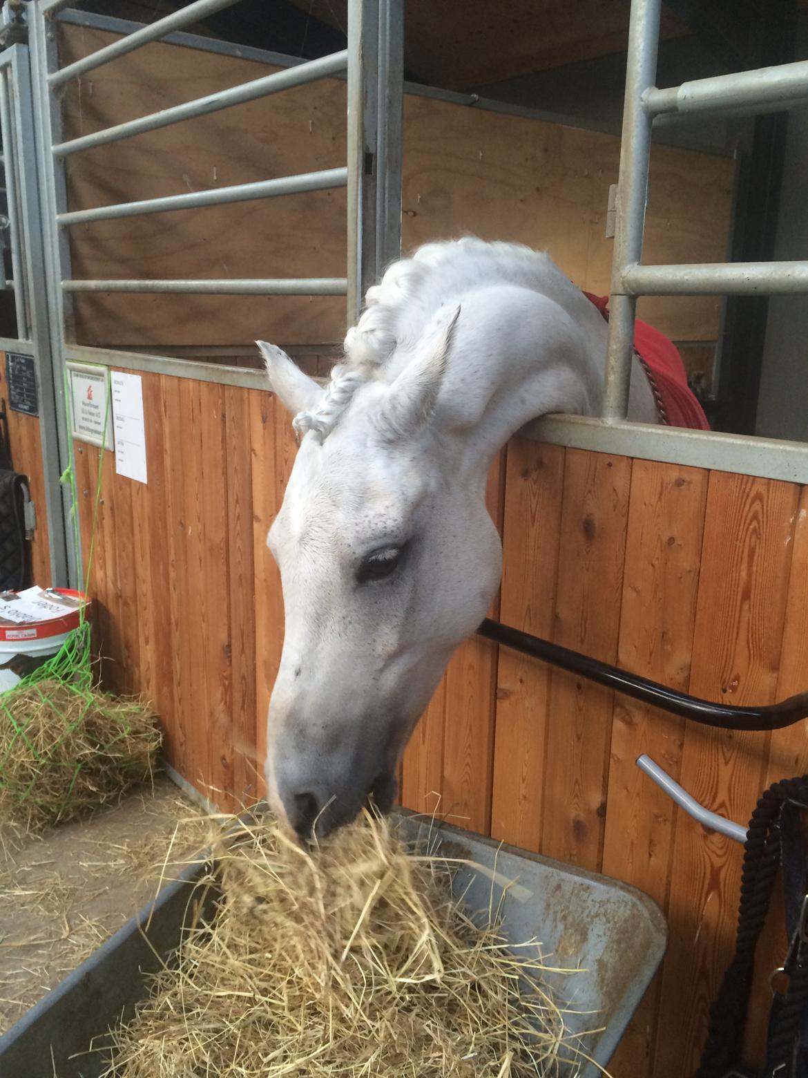 Welsh Pony (sec B) Diablo billede 15